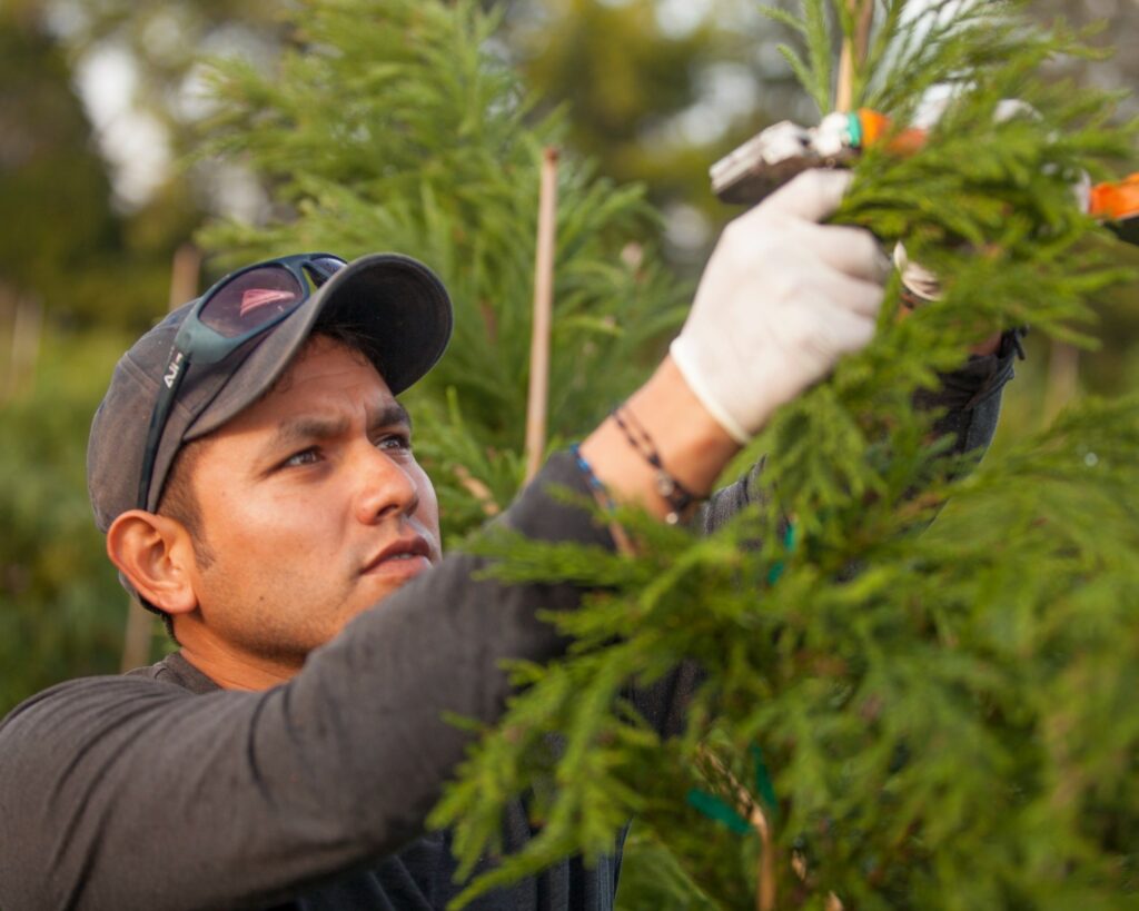 Agricultural workers in the field - másLabor H-2A workforce